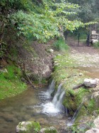 Valors botànics de Coanegra