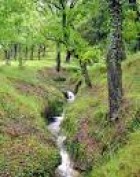 Flora i fauna de Benassal