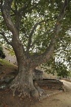 Arbres monumentals. Plàtan i Font de Can Saguer