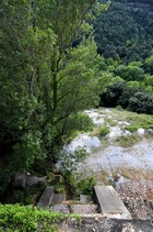 Arbres monumentals. Pollancre de la Mina Canta, a la Vajol