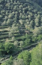 Ses Rotes de Caimari