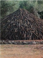 Sitja de producció de carbó