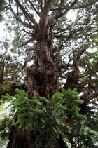 Arbres monumentals. Teix del Fau, a Maçanet de Cabrenys