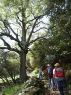 Alzinars a Fontdepou