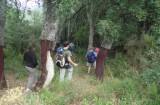 Alzines sureres camí de Riells.