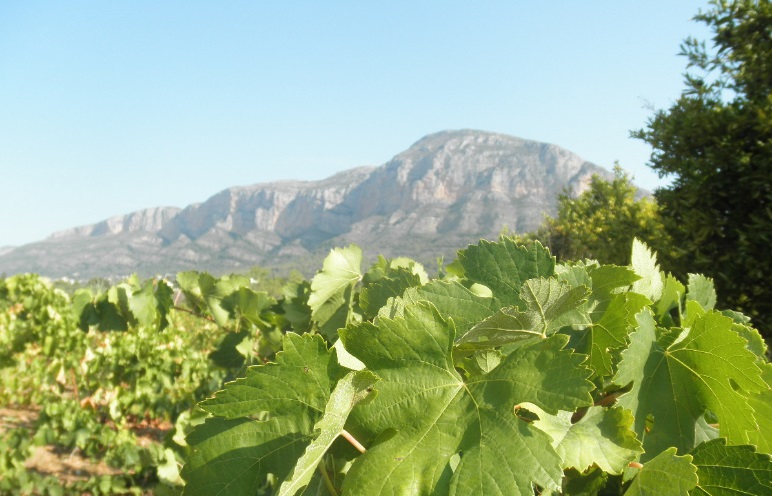 Vinyes verdes vora el Montgó.